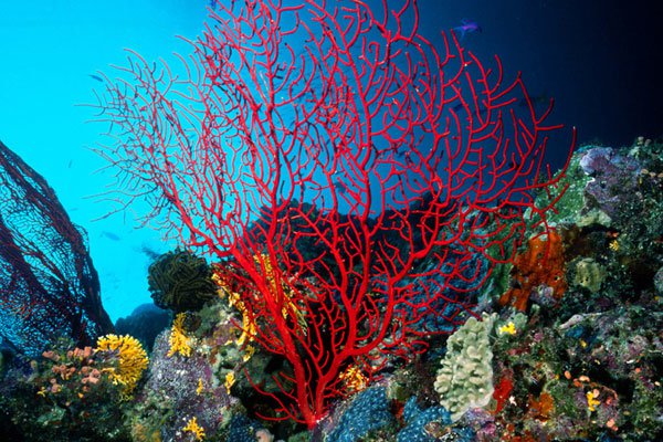 coral