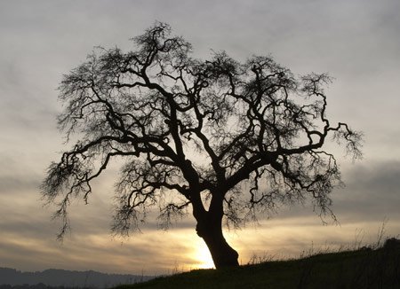 tree